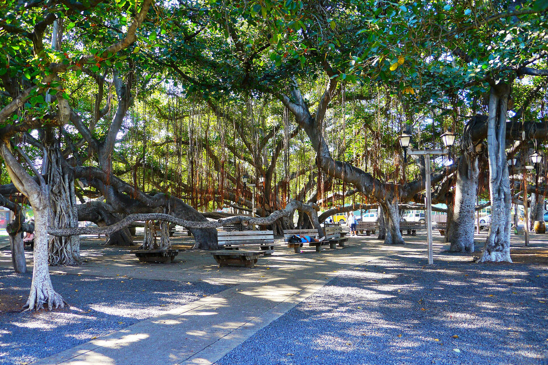 The historic banyan tree spreading over Lahaina Banyan Court Park on Front Street in Lahaina, Maui, Hawaiʻi
