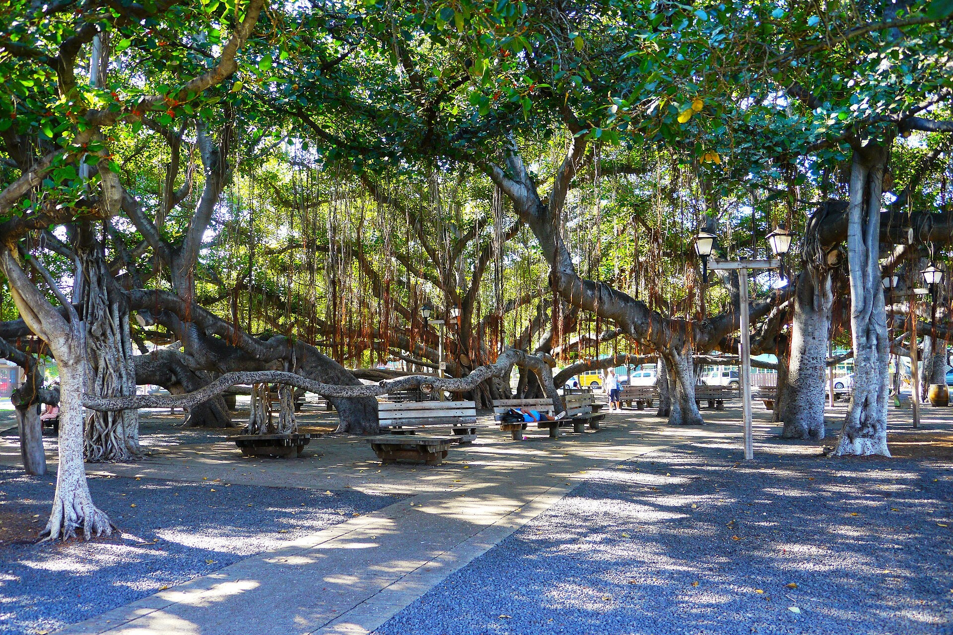 The historic banyan tree spreading over Lahaina Banyan Court Park on Front Street in Lahaina, Maui, Hawaiʻi