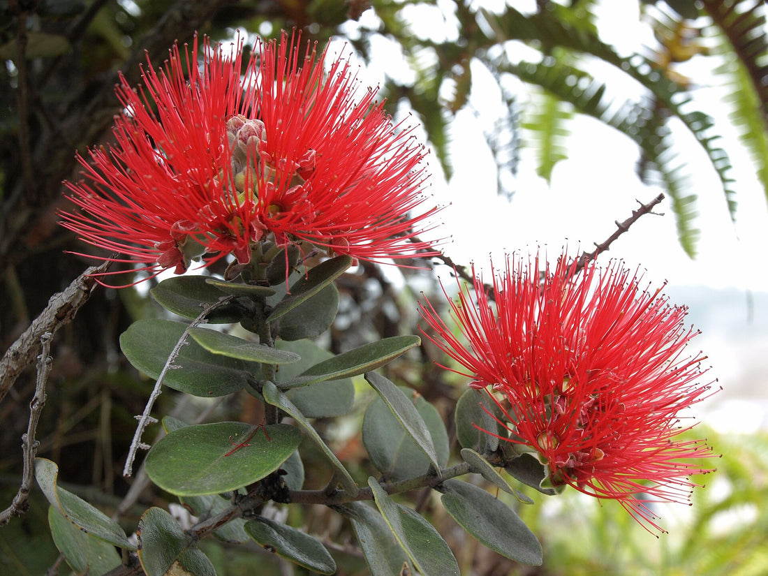 Red ʻōhiʻa lehua blossoms (Metrosideros polymorpha) on the tree at Hawaiʻi Volcanoes National Park