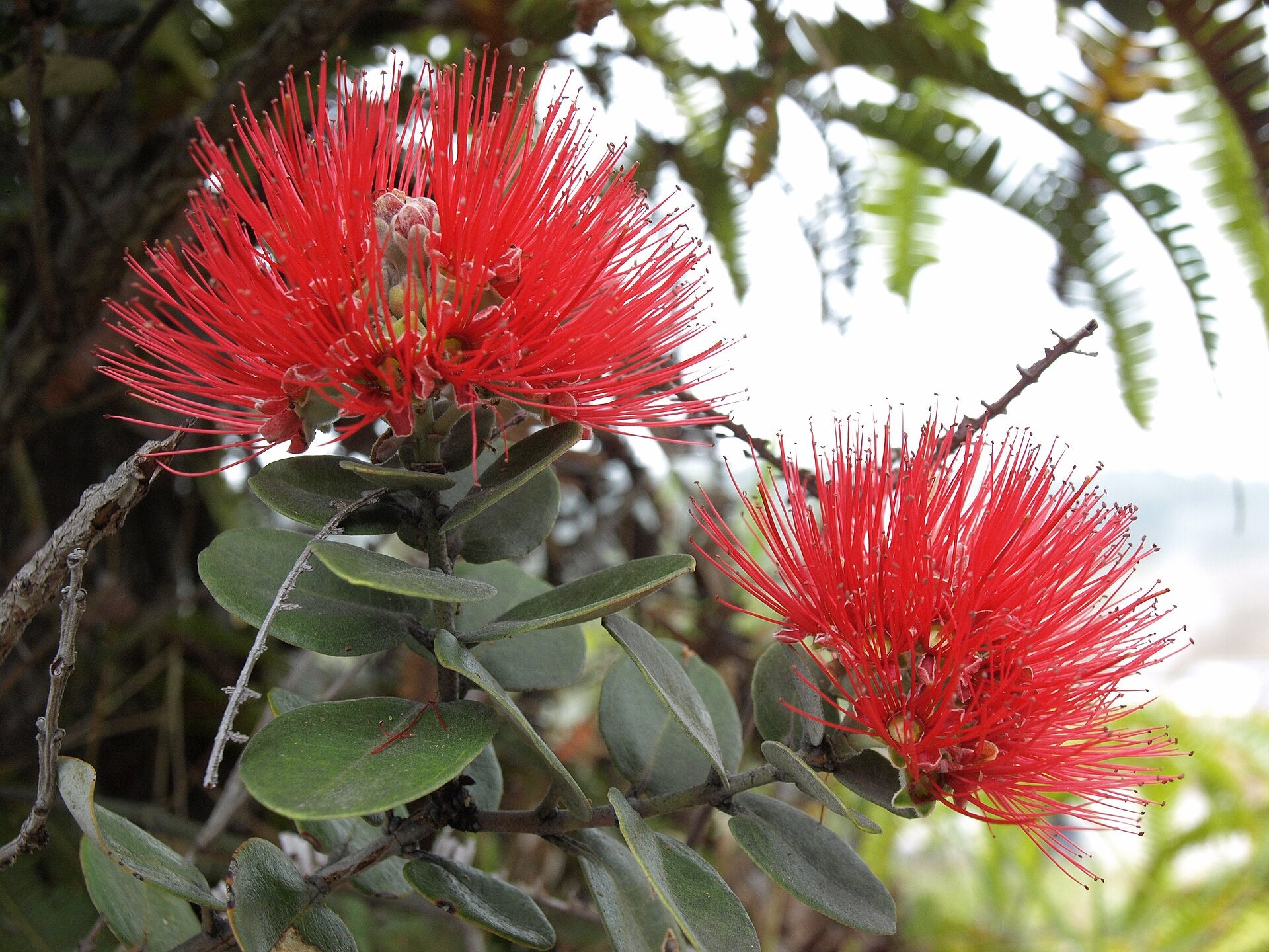 Red ʻōhiʻa lehua blossoms (Metrosideros polymorpha) on the tree at Hawaiʻi Volcanoes National Park