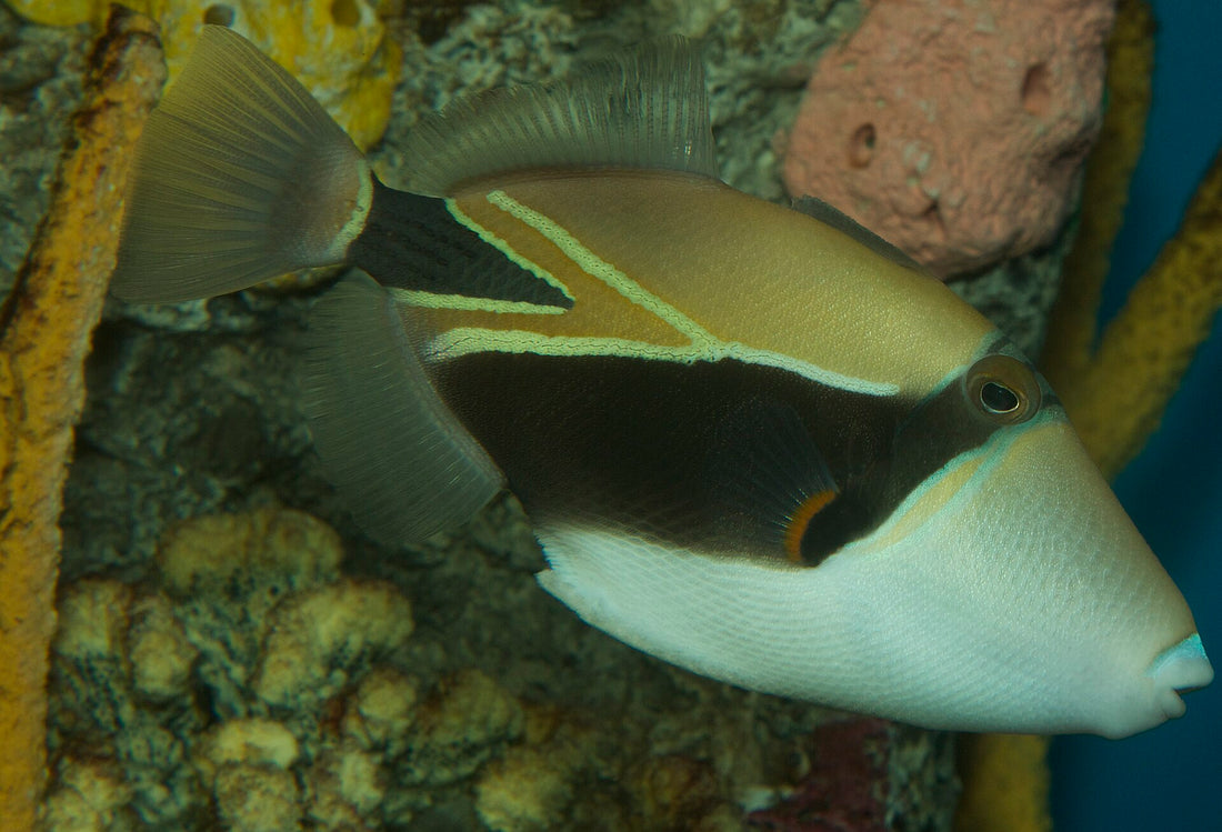 Humuhumunukunukuāpuaʻa, the reef triggerfish and state fish of Hawaiʻi, on a coral reef