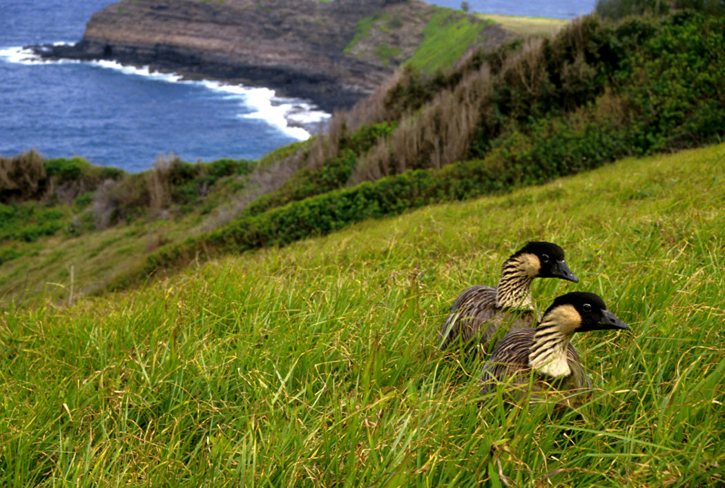 A pair of nēnē (Hawaiian geese), Hawaiʻi's state bird, on a grassy coastal hillside at Kilauea Point, Kauaʻi