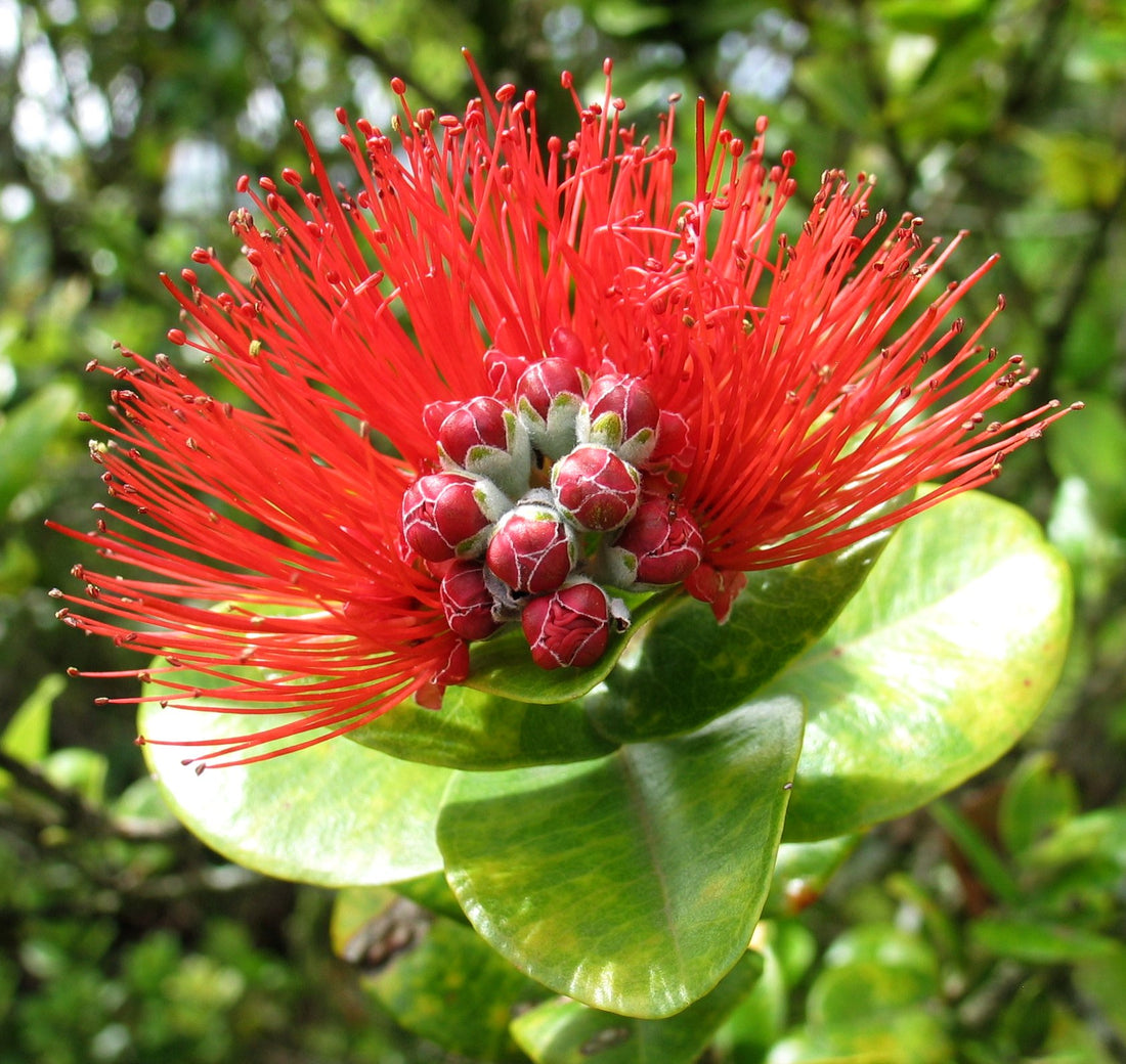 Red ʻōhiʻa lehua blossom (Metrosideros polymorpha), a native plant endemic to Hawaiʻi