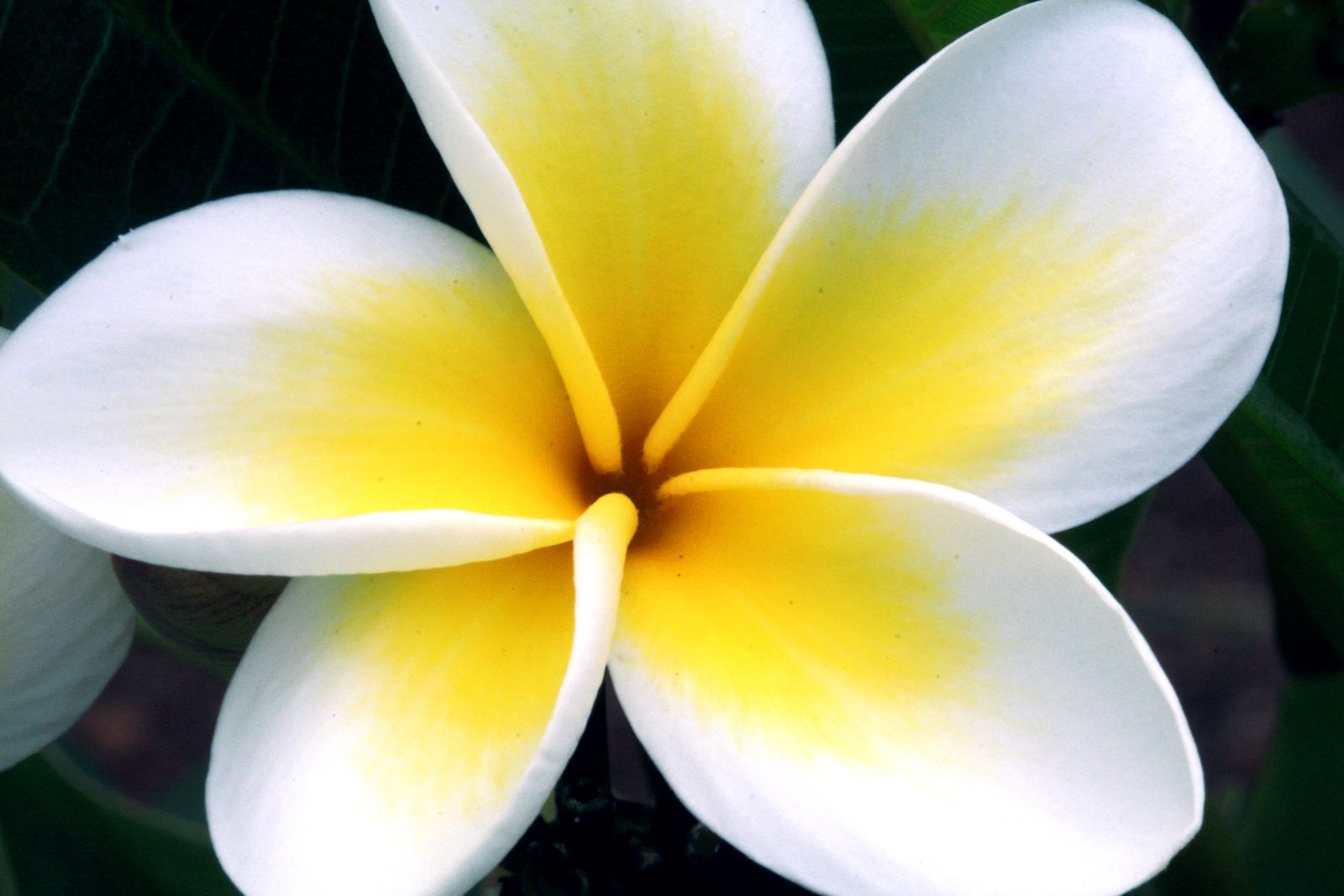 Close-up of white and yellow plumeria flowers in bloom, Hawaiʻi