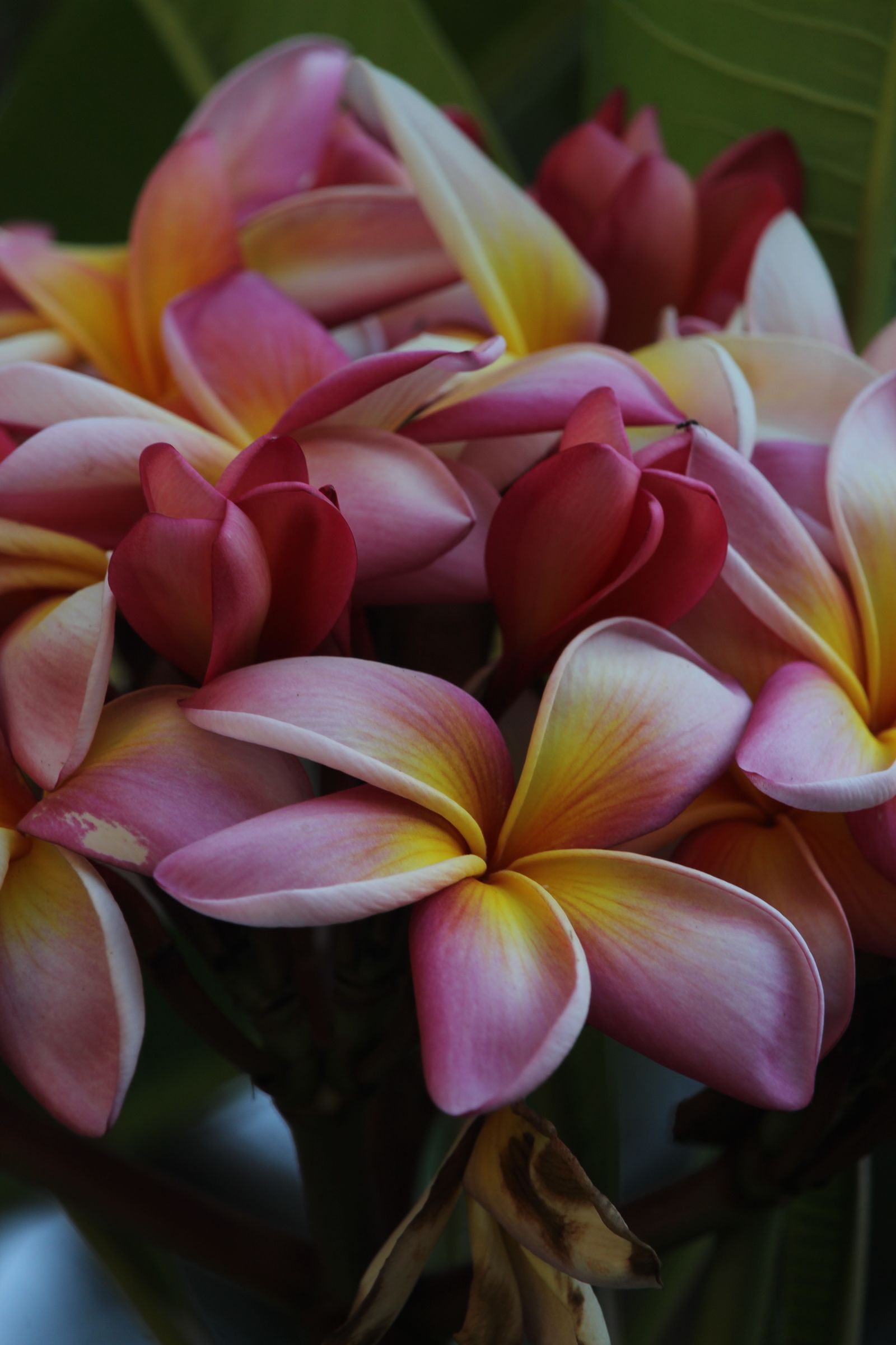 Plumeria blossoms, the iconic flower of the Hawaiian lei