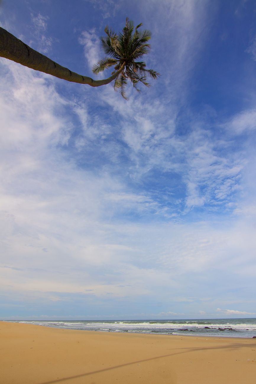 A coconut palm tree leaning over a sandy tropical beach with ocean waves