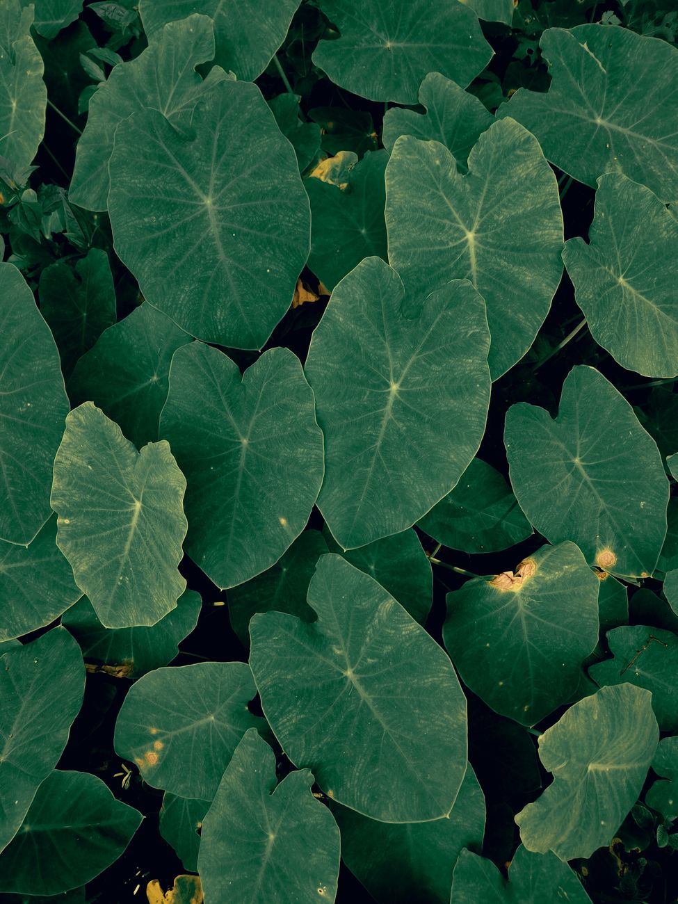 Close-up of heart-shaped kalo (taro) leaves in Hawaii