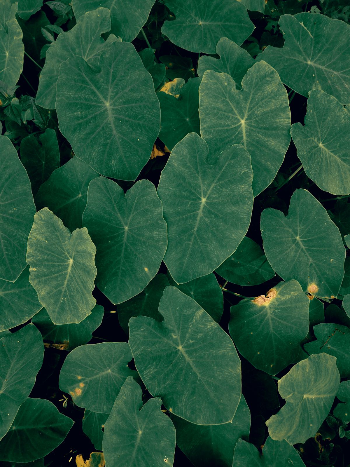 Dense mass of heart-shaped kalo (taro) leaves