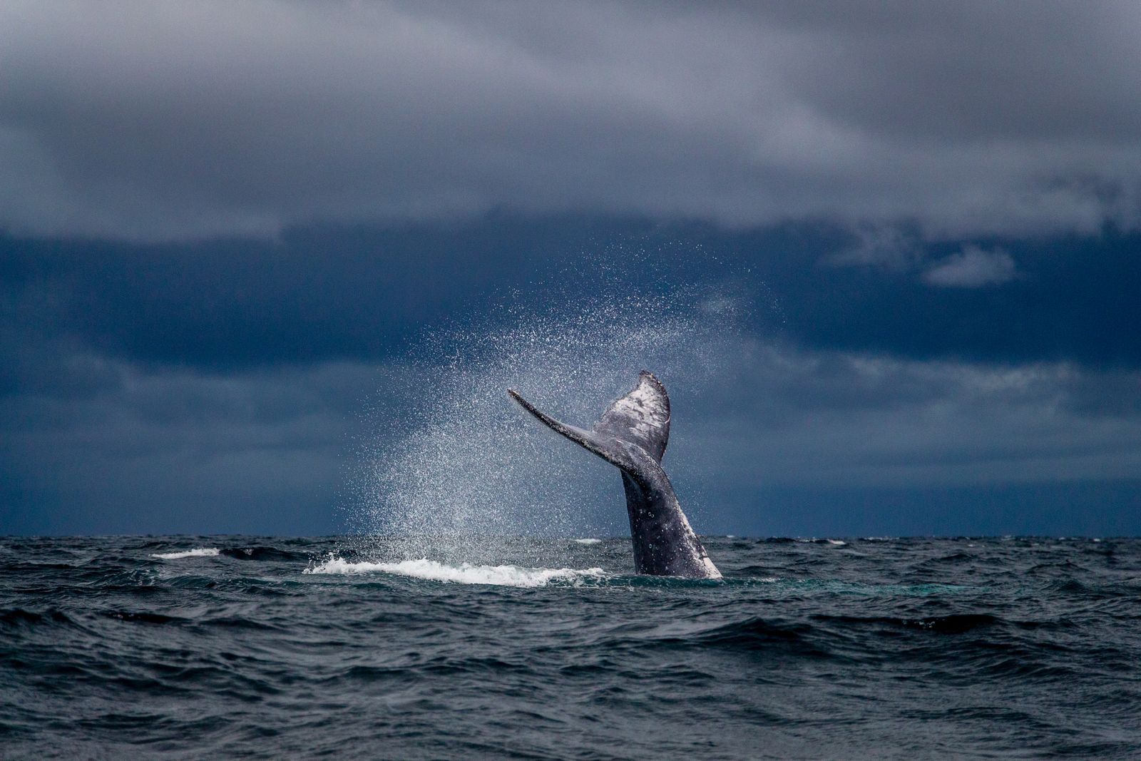 Humpback whale tail fluke breaching the ocean surface in Hawaiʻi