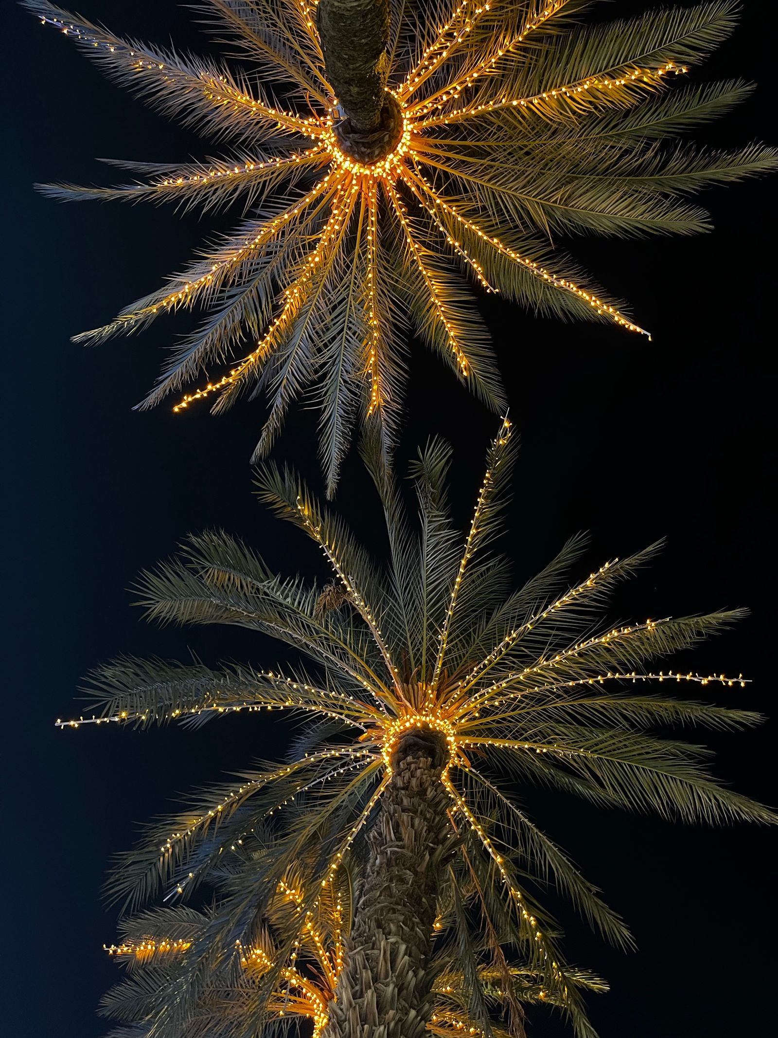 Palm trees wrapped in warm string Christmas lights glowing against a night sky in Hawaiʻi