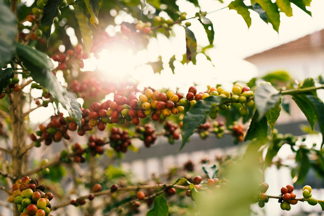 Ripe red and yellow Kona coffee cherries on the branch in Hawaiʻi