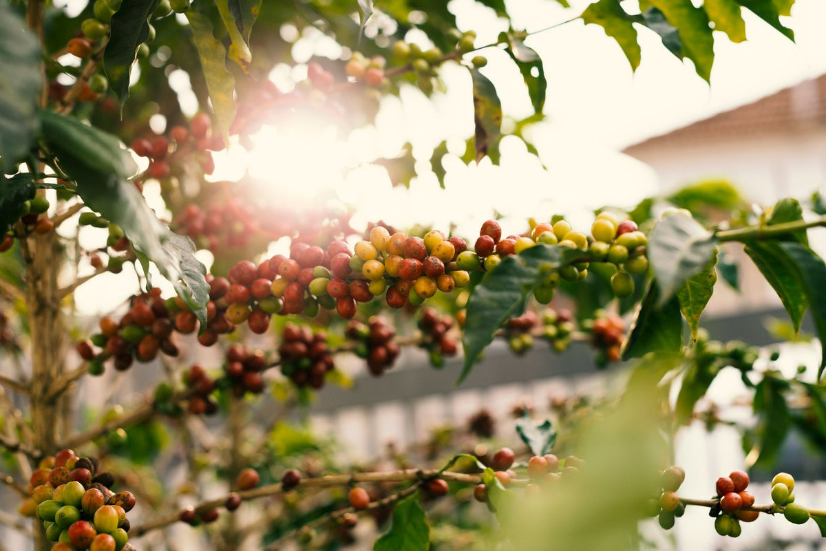 Ripe red and yellow Kona coffee cherries on the branch in Hawaiʻi
