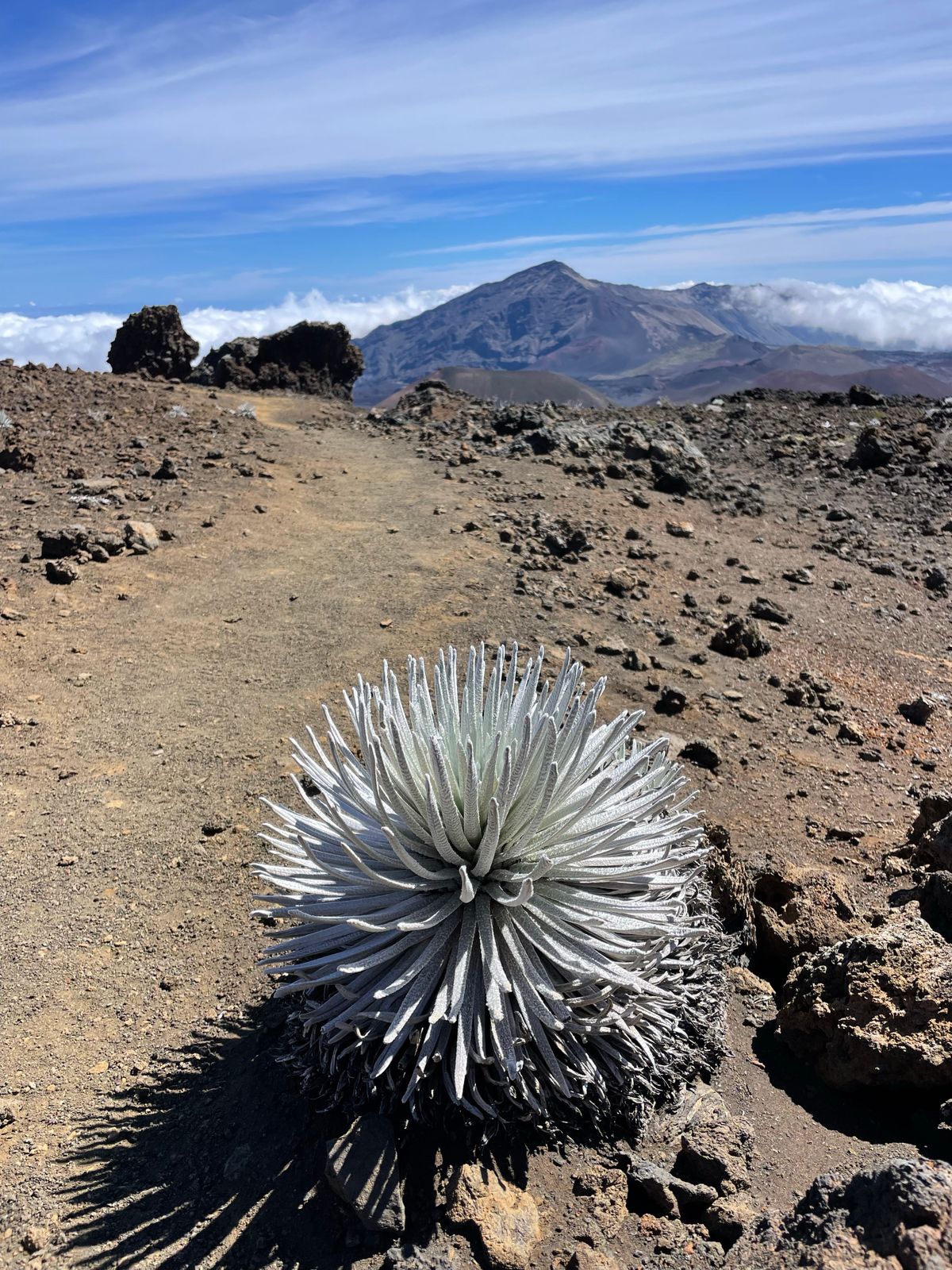 A silversword (ʻāhinahina) rosette growing on Haleakalā's volcanic cinder, Maui