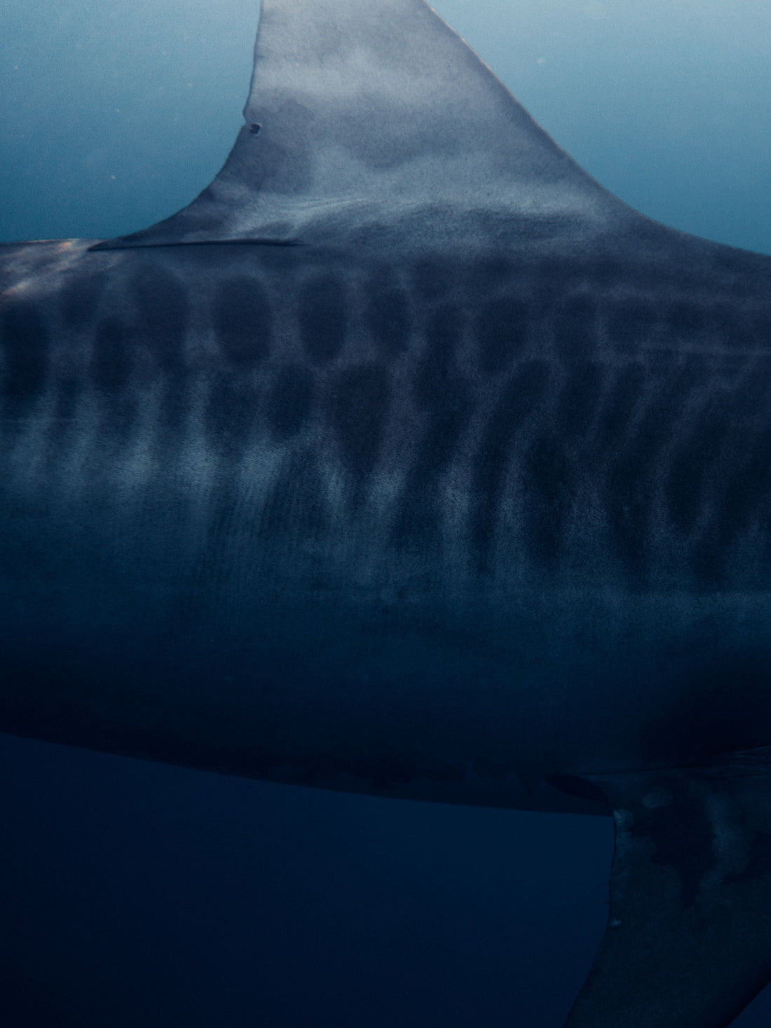 A tiger shark swimming in Hawaiian waters near Haleʻiwa, Oʻahu