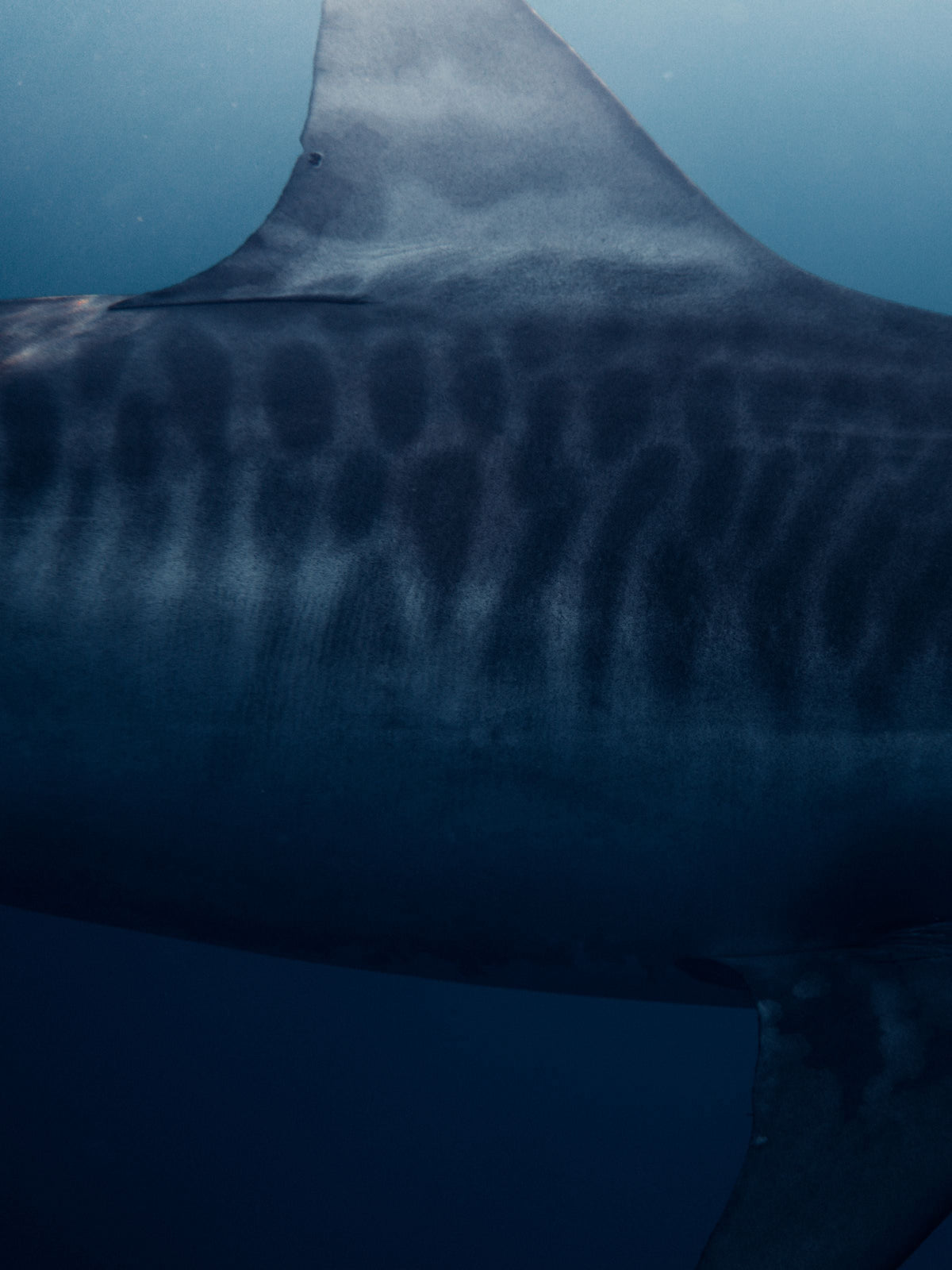 A tiger shark swimming in Hawaiian waters near Haleʻiwa, Oʻahu