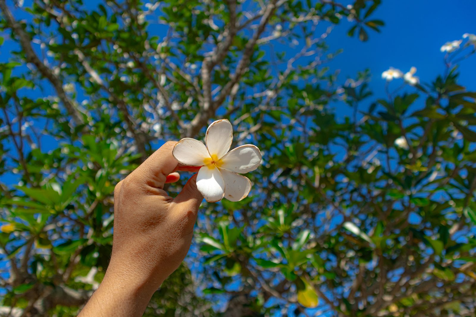 A hand offering a white plumeria flower toward a plumeria tree under blue Hawaiian sky — a gesture of gratitude and mahalo in Hawaiʻi