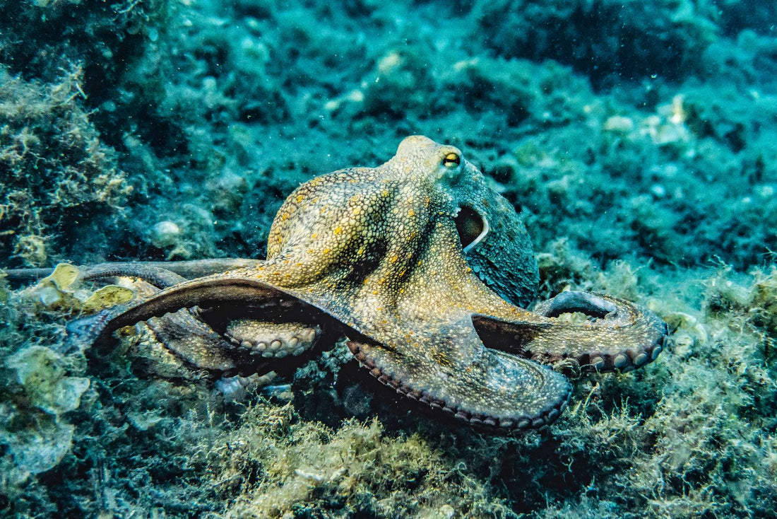 An octopus, the kinolau (body form) of Kanaloa, resting on the ocean floor in the blue waters of Hawaiʻi