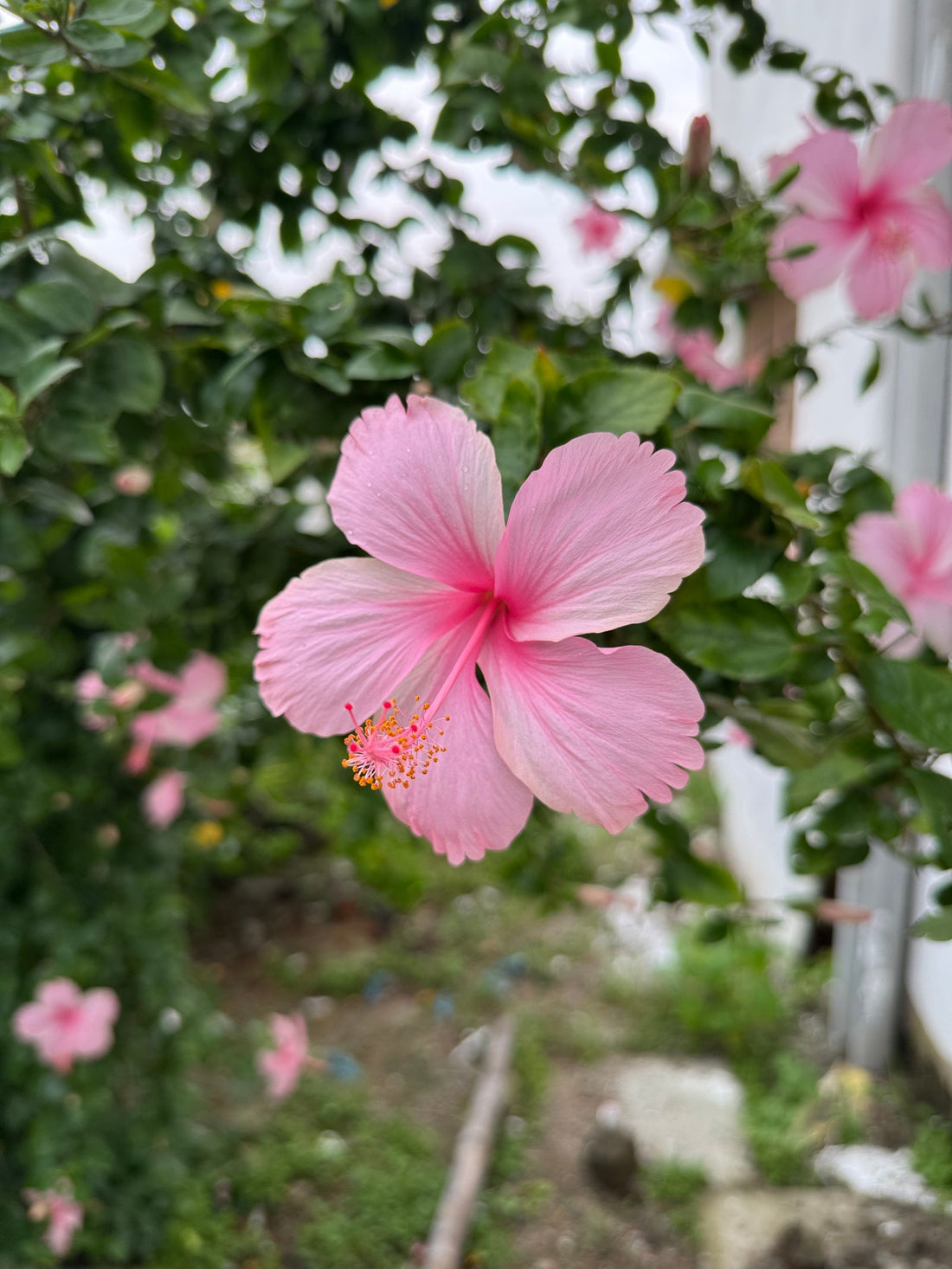 Vibrant pink hibiscus flower in bloom, a beloved tropical flower of Hawaiʻi