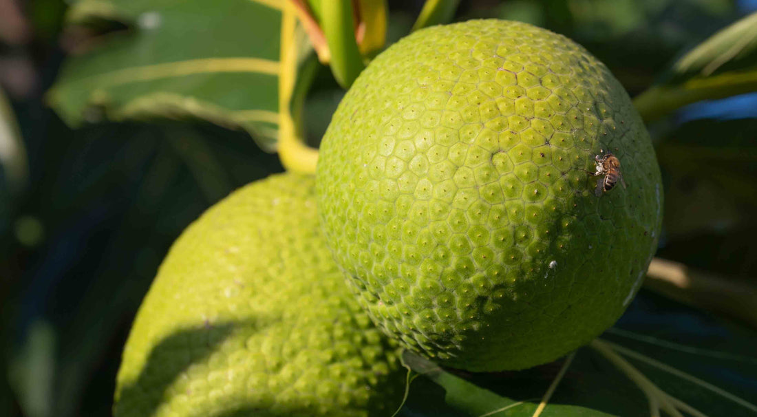 Two green breadfruit growing on a tree branch with hexagonal-patterned skin
