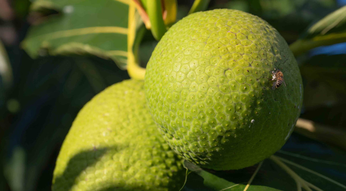 Two green breadfruit growing on a tree branch with hexagonal-patterned skin