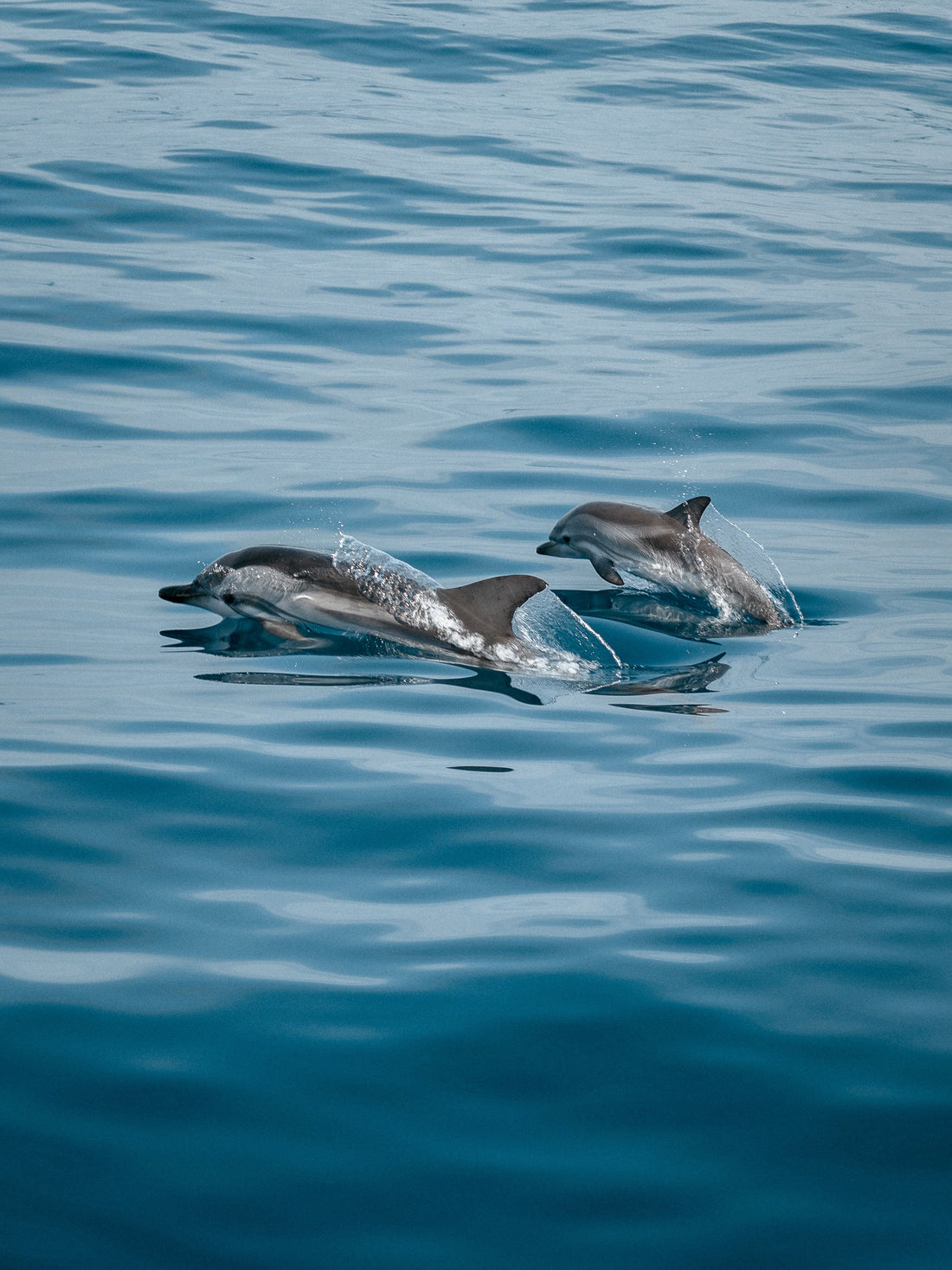 Spinner dolphins leaping above the ocean off the Kona Coast, Hawaiʻi