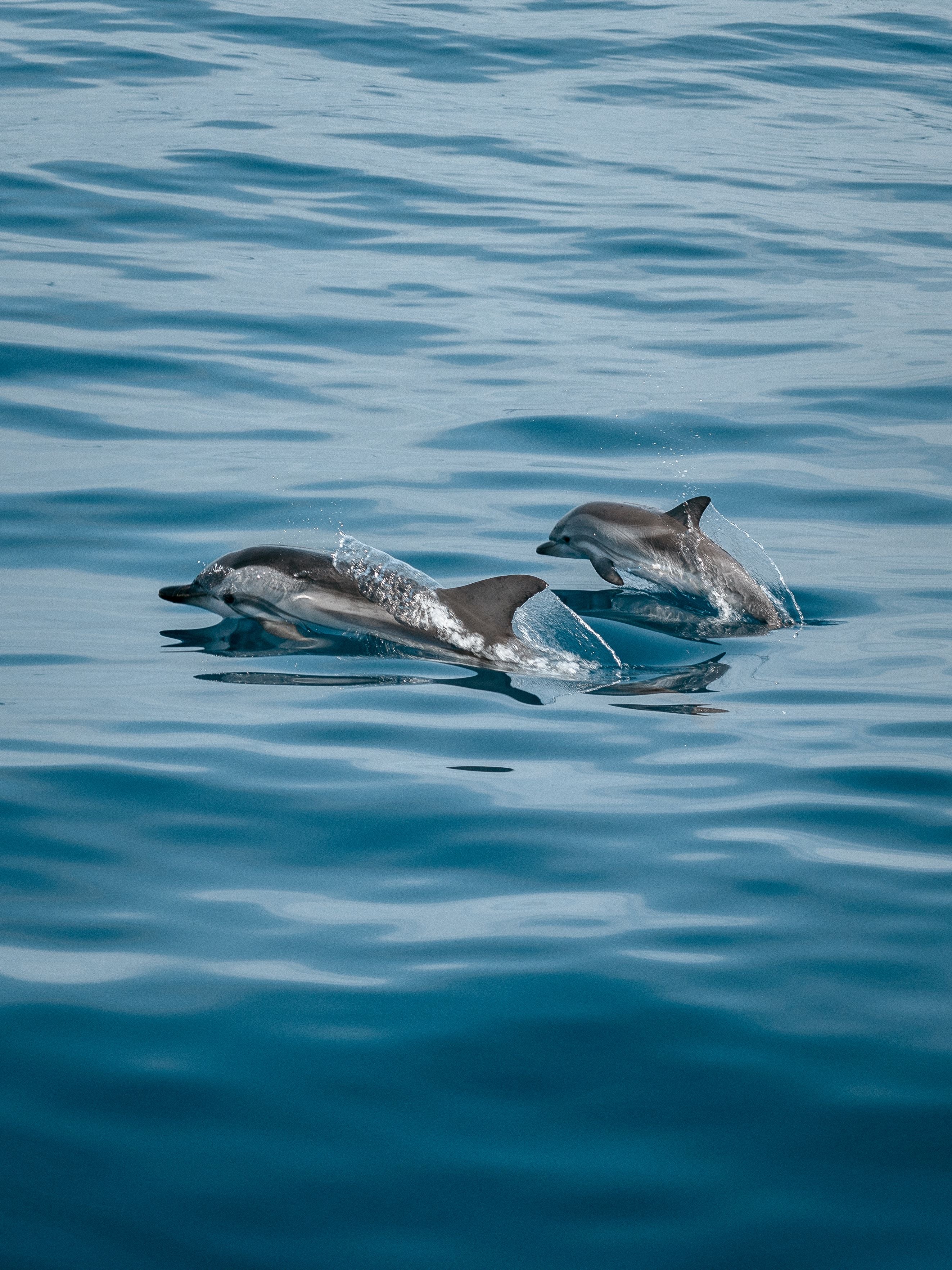 Spinner dolphins leaping above the ocean off the Kona Coast, Hawaiʻi
