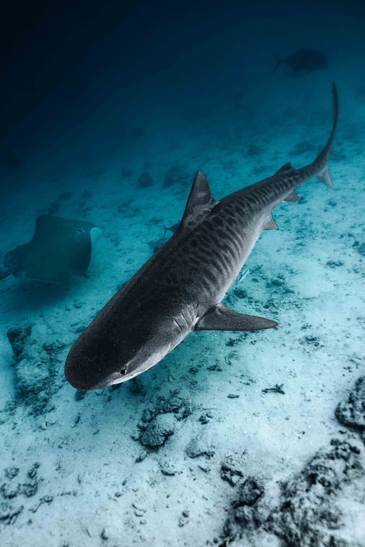 A tiger shark (manō) swimming in clear ocean water, showing its characteristic striped flank
