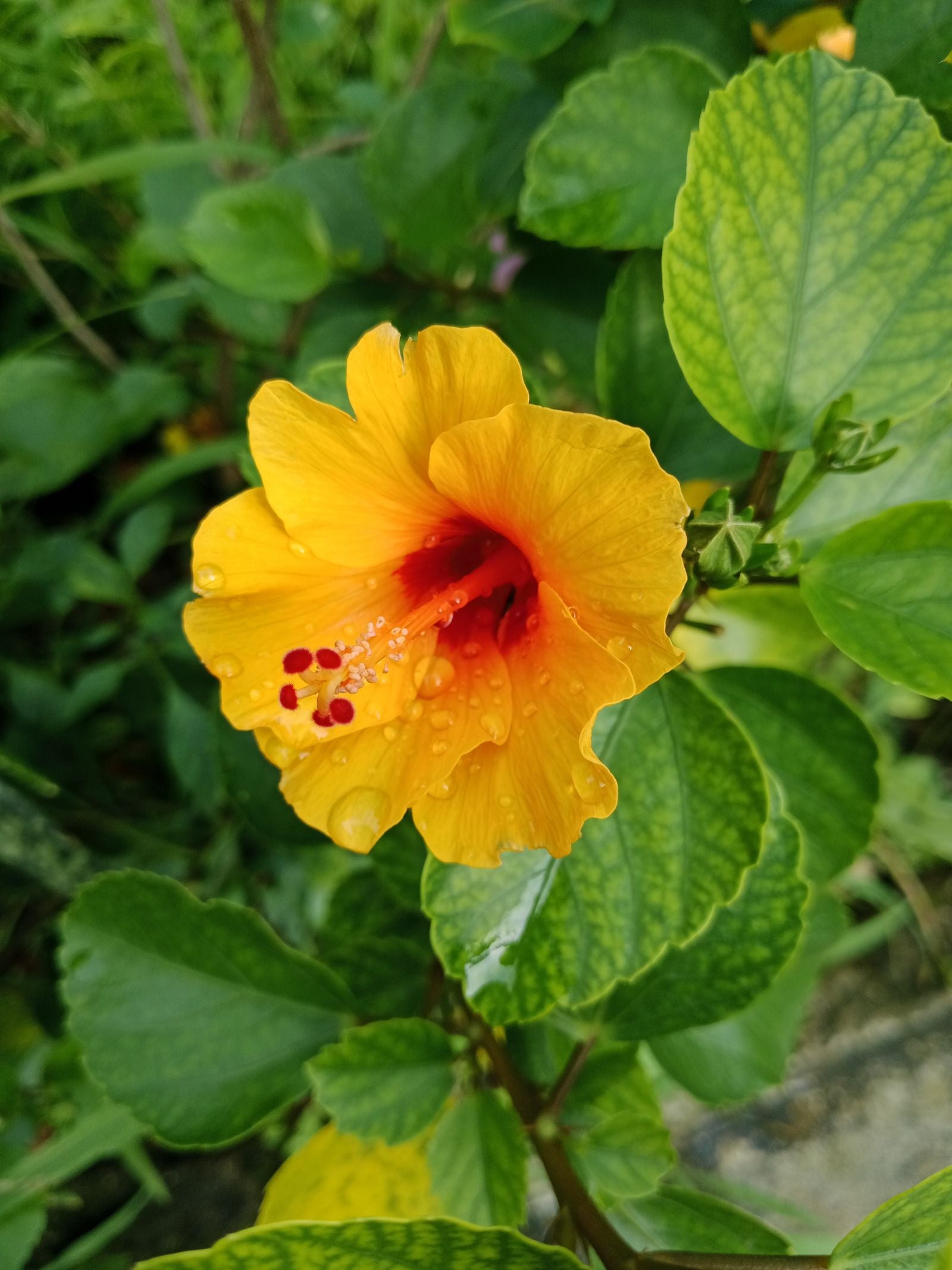 A yellow hibiscus, the state flower of Hawaiʻi