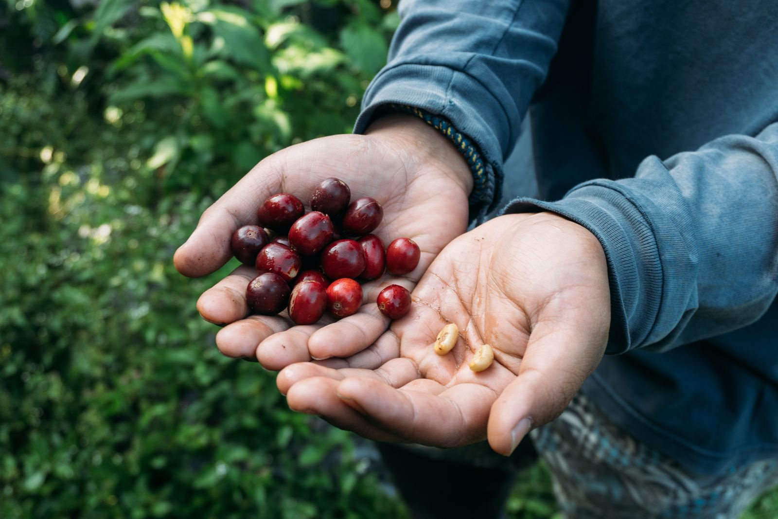 Freshly harvested Kona coffee cherries and beans held in hands, Hawaiʻi