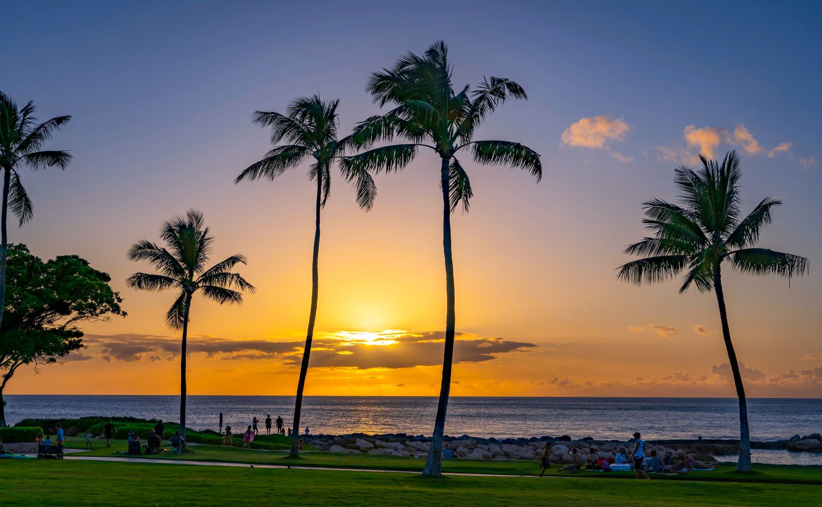Palm trees silhouetted against a golden Hawaiian sunset over the ocean