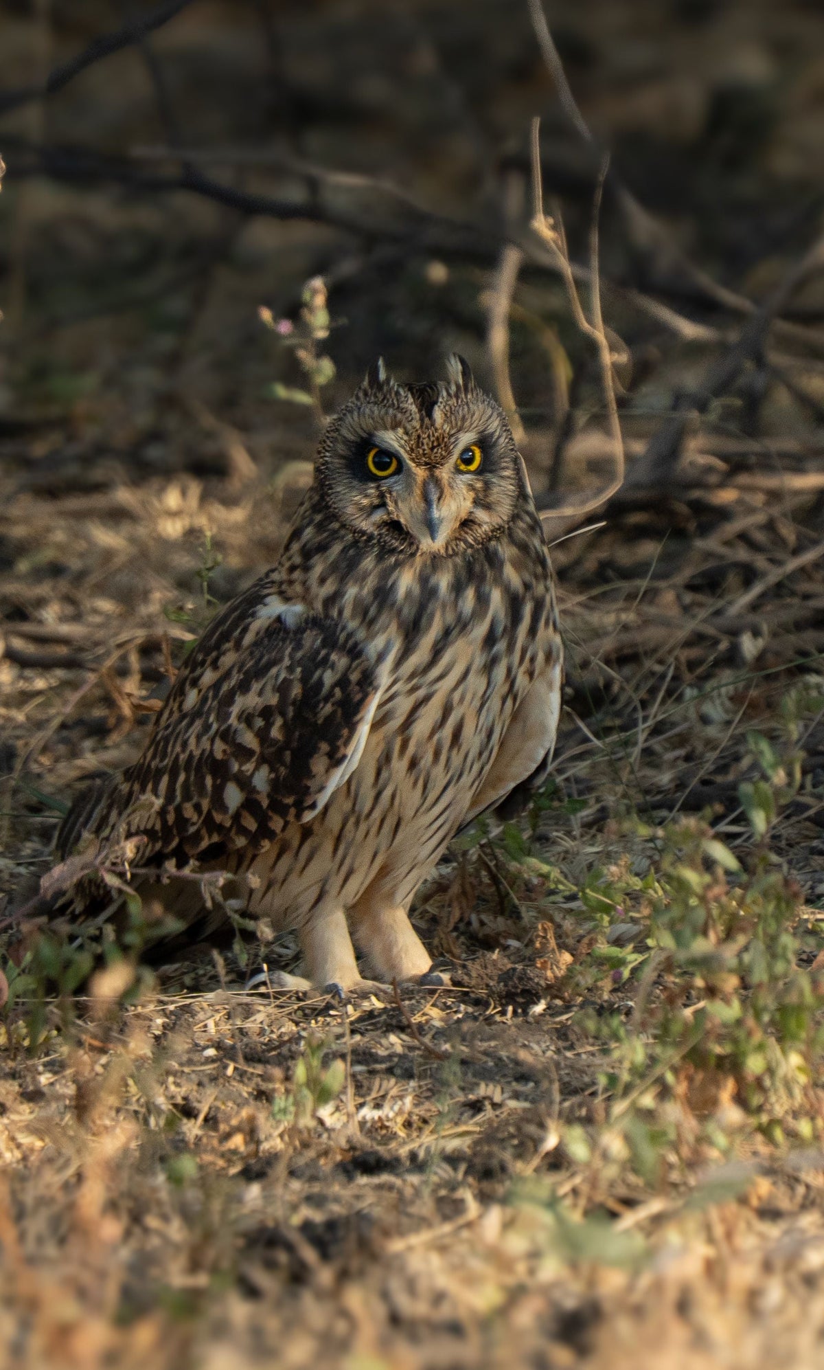 A pueo, the Hawaiian short-eared owl, standing alert with bright yellow eyes