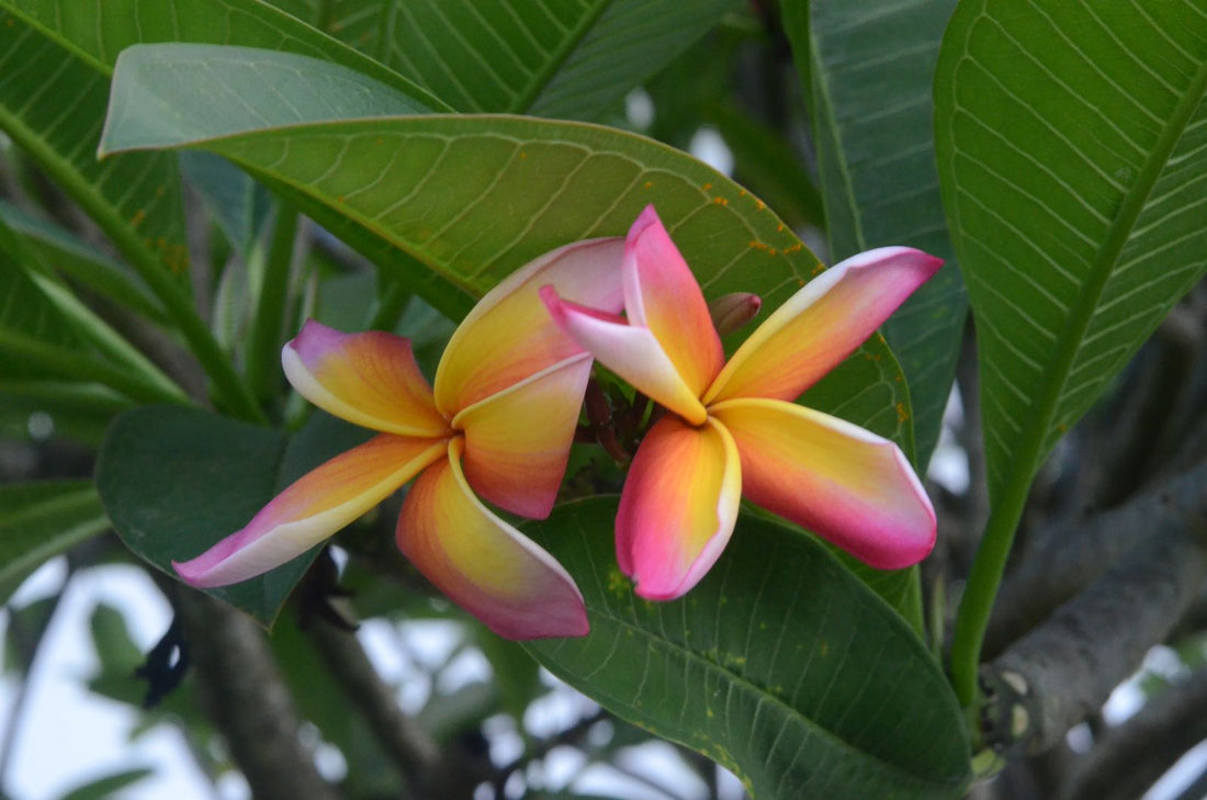Pink and yellow plumeria flowers in Hawaiʻi, the kind of pua that inspire Hawaiian names