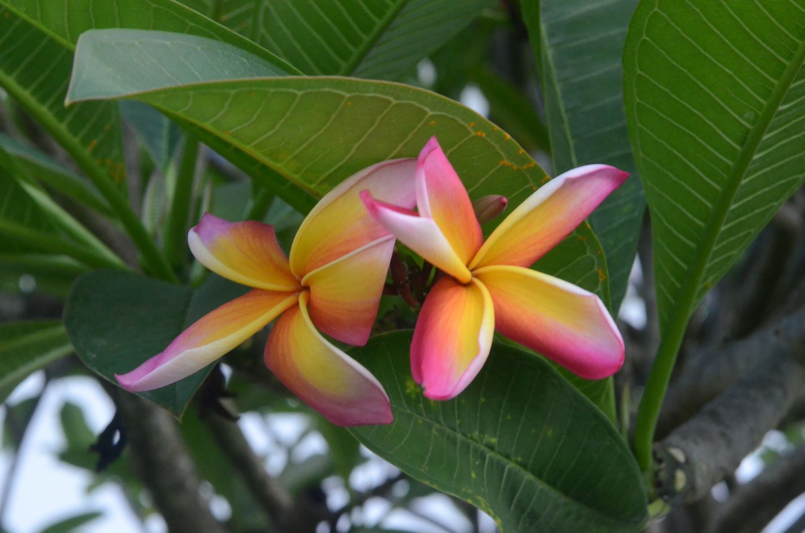 Pink and yellow plumeria flowers in Hawaiʻi, the kind of pua that inspire Hawaiian names
