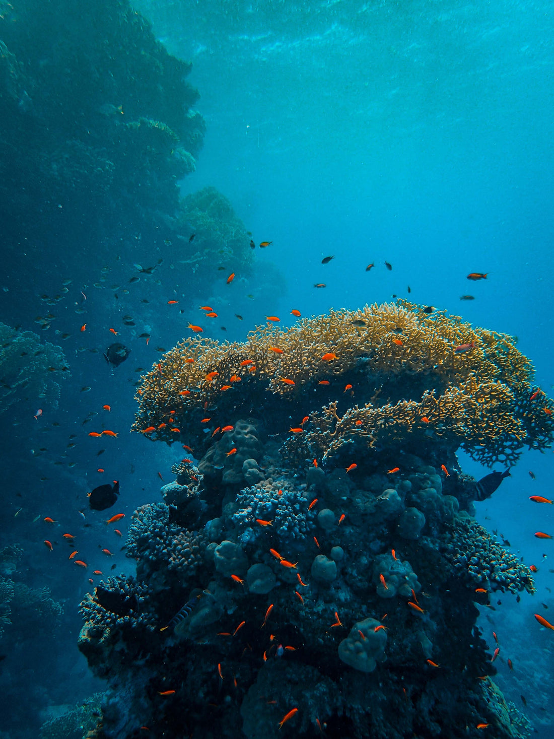 A vibrant coral reef underwater in clear tropical water, Hawaiʻi