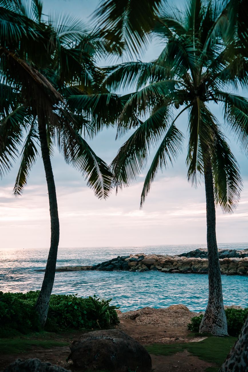 Coconut palm fronds over a rocky tropical shoreline at dusk