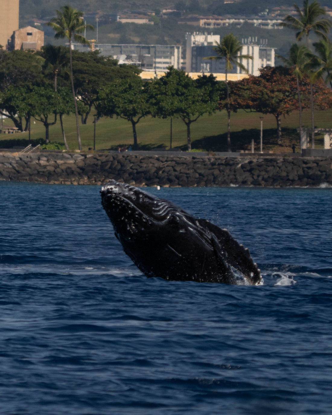 A humpback whale breaches in Hawaiian waters off Oʻahu
