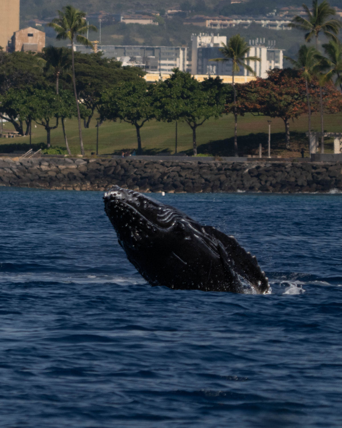A humpback whale breaches in Hawaiian waters off Oʻahu