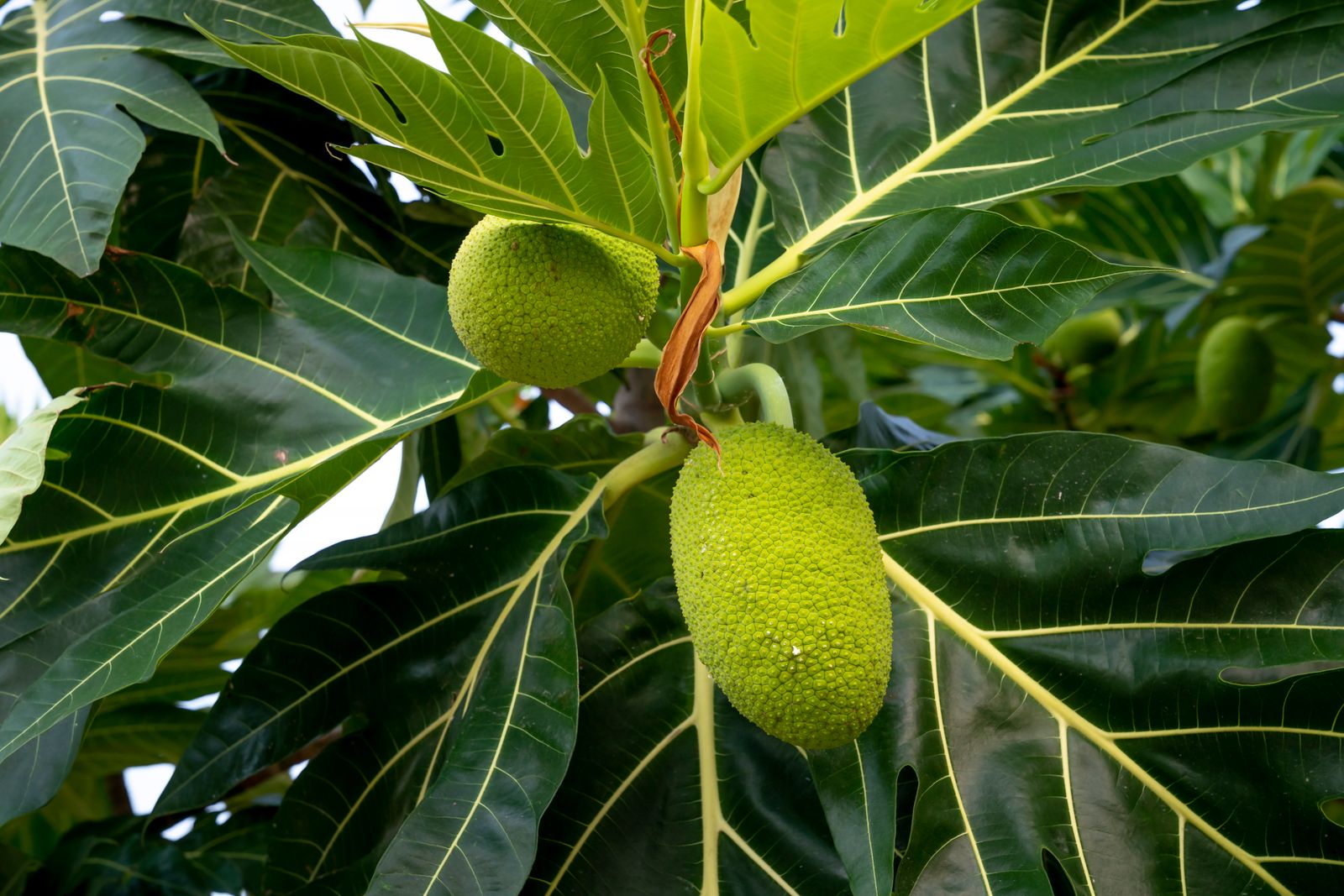 Two green breadfruit (ulu) hanging on a tree amid deeply-lobed breadfruit leaves