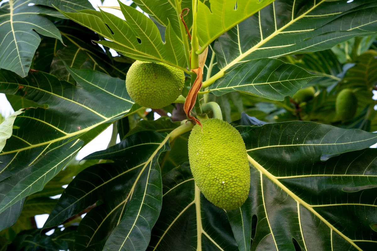 Green ulu (breadfruit) growing on a tree, fruit and deeply lobed leaves in Hawaiʻi