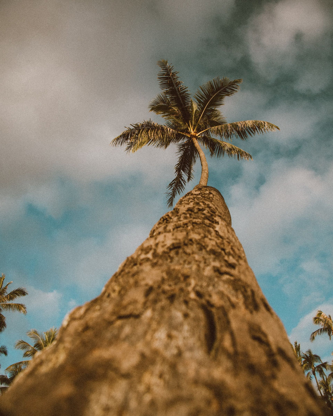 A coconut palm tree reaching toward the sky in Hawaii