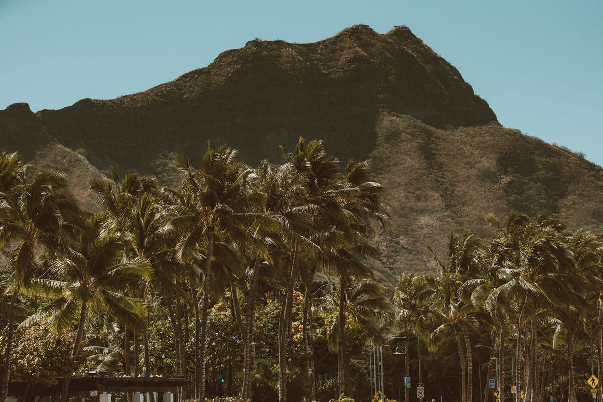 Diamond Head volcanic crater rising above palm trees in Honolulu, Hawaiʻi