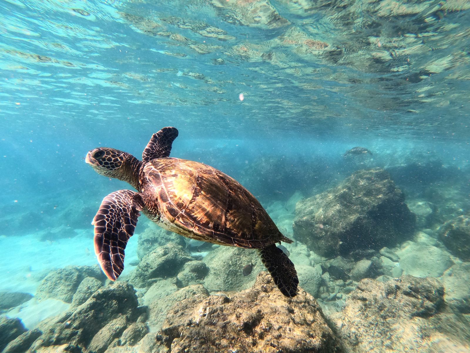 A green sea turtle (honu) swimming over a reef in Hawaiʻi