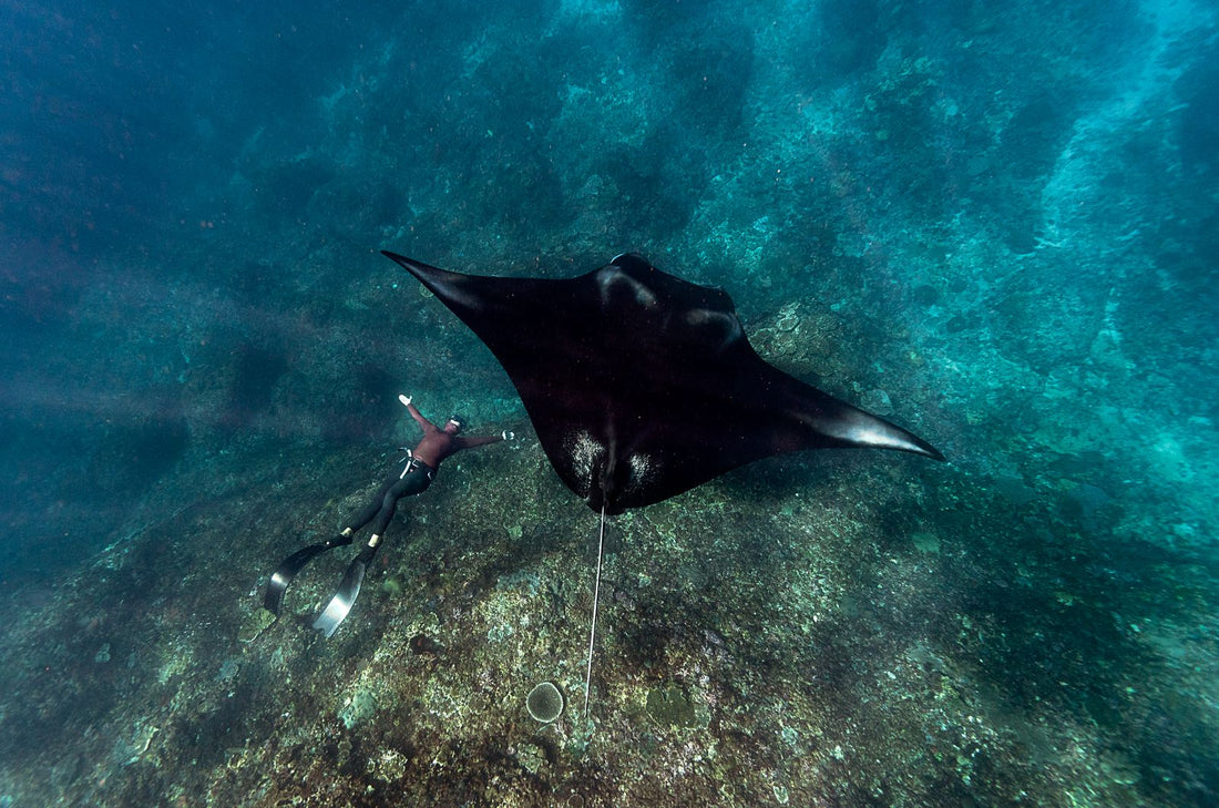 A manta ray gliding over a reef beside a freediver in the waters off Kona, Hawaiʻi
