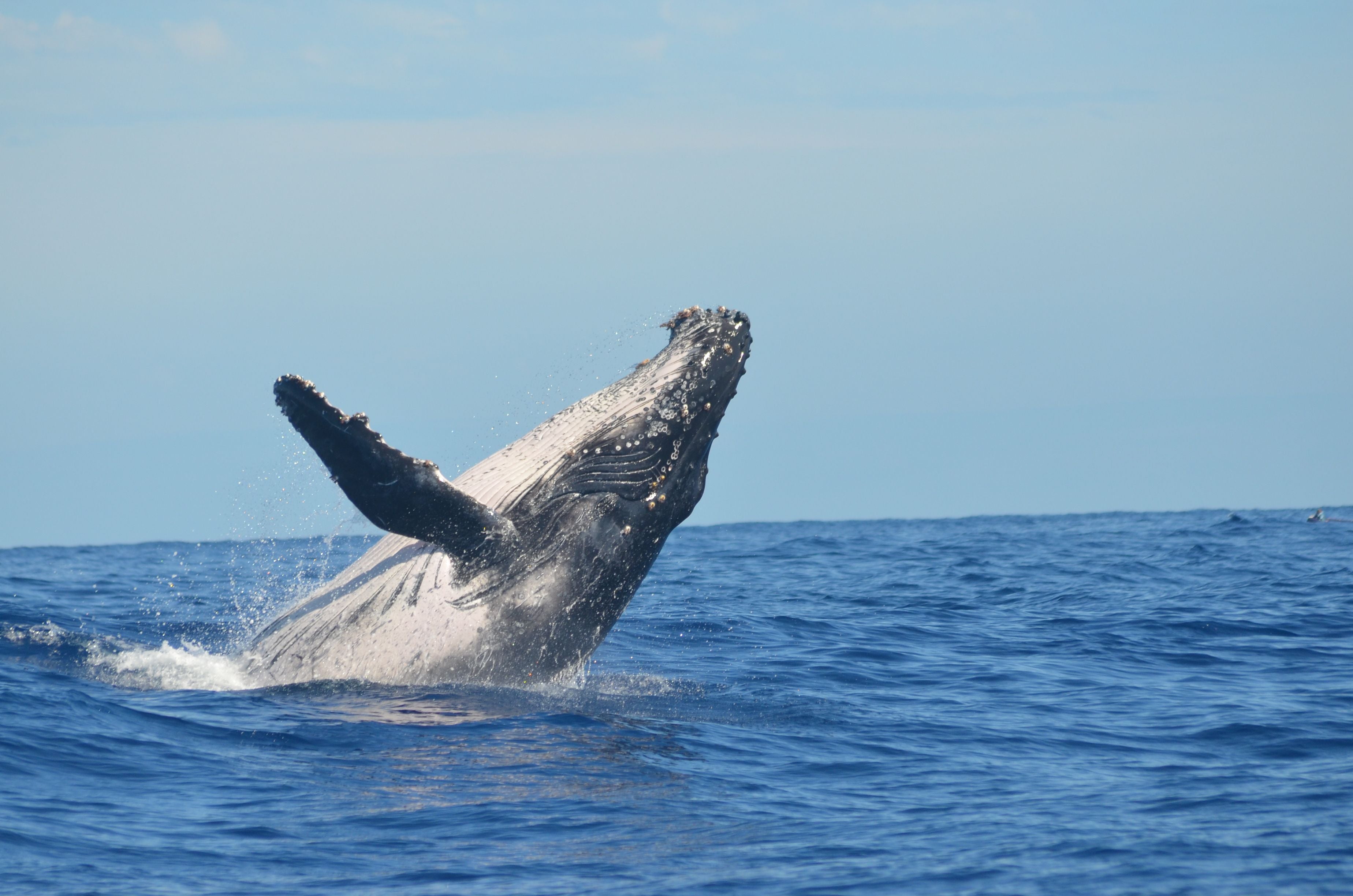 A humpback whale breaching out of the ocean in Hawaiʻi