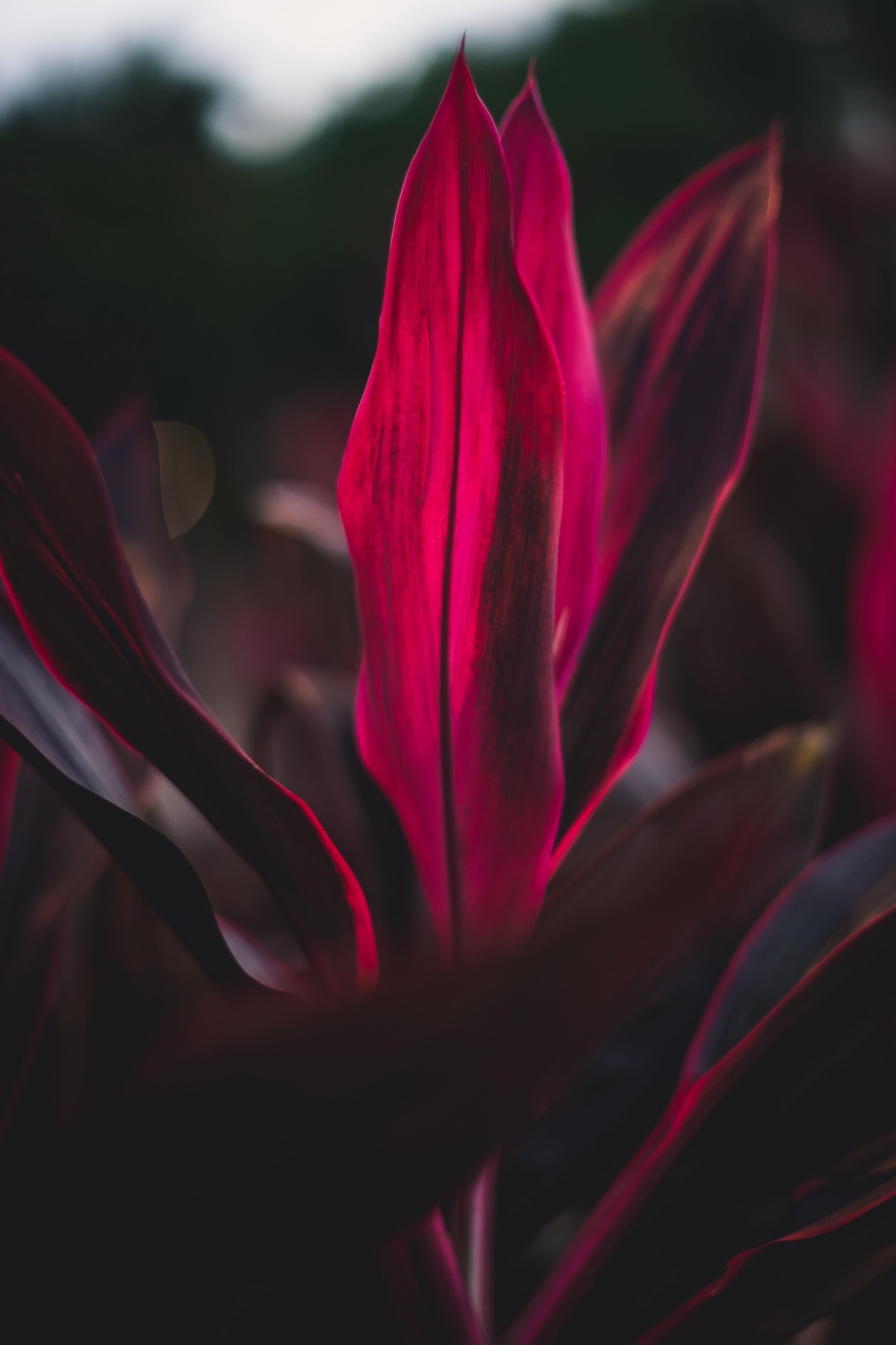 Vibrant magenta ti leaf (Cordyline fruticosa) close-up, the sacred kī plant of Hawaiian tradition