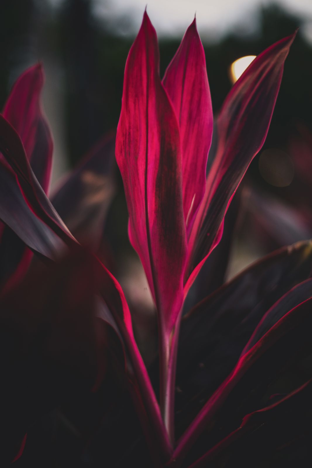 Close-up of vibrant magenta Cordyline fruticosa (ti leaf) leaves, the sacred plant of Hawaiian culture