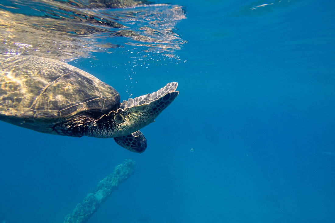 A Hawaiian green sea turtle (honu) swimming in clear blue ocean water