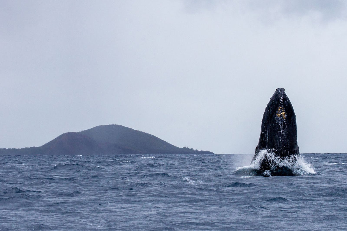 Humpback whale breaching off the Hawaiian coast near Maui