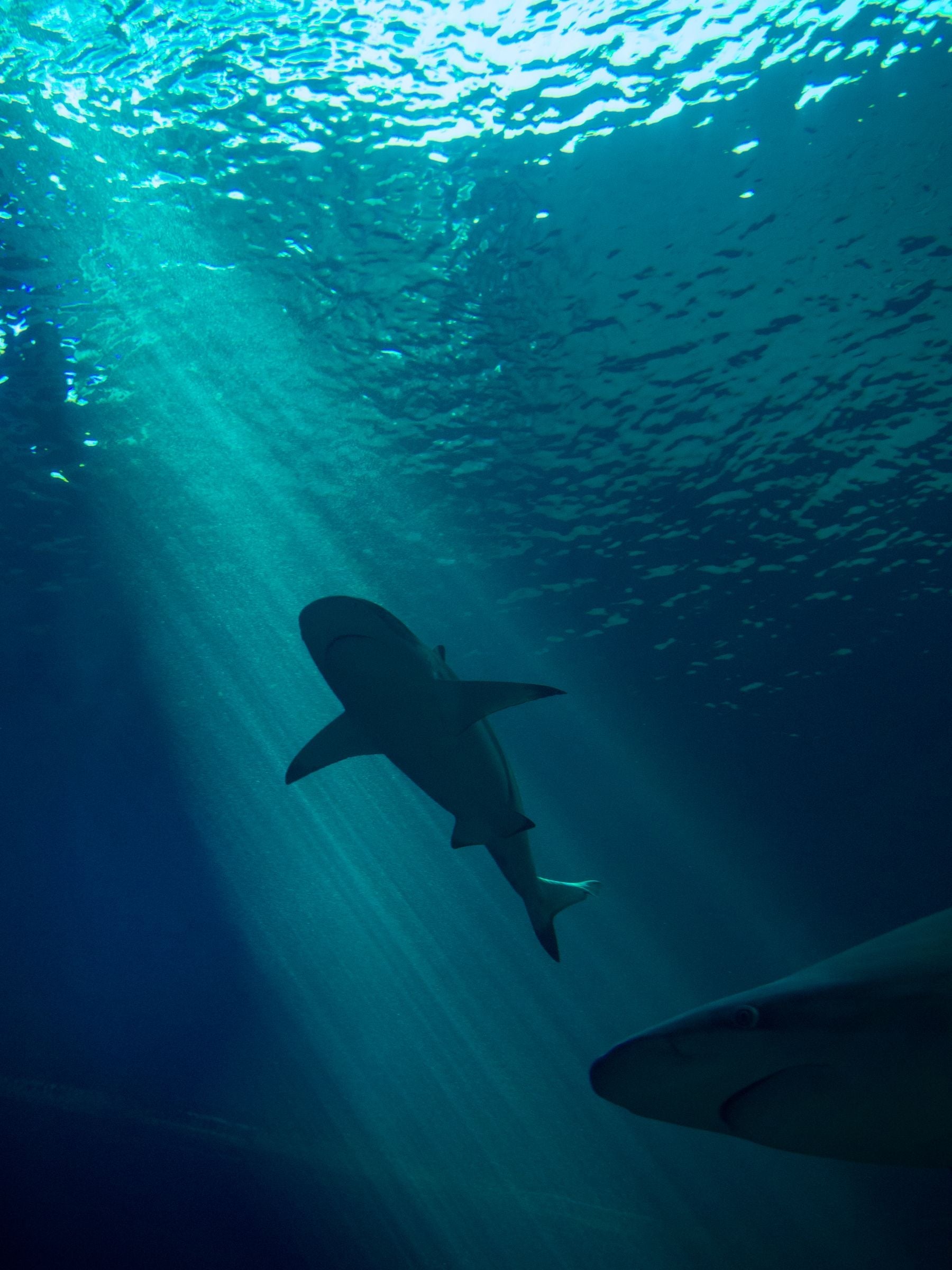 A shark silhouetted from below against the sunlit ocean surface