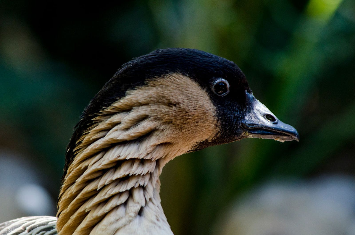 Close-up of a nēnē, the Hawaiian goose, showing its black face and furrowed buff-colored neck feathers